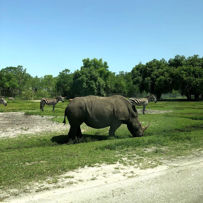 Florida Rhino