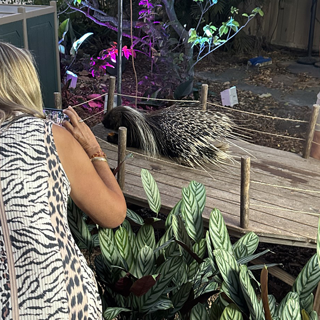 Porcupine Naples Zoo